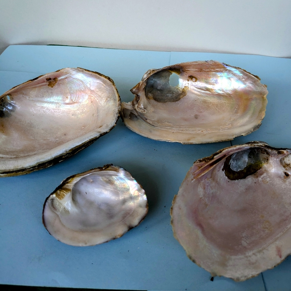 Pink Mussel Shells-Bundle- 6 Shells